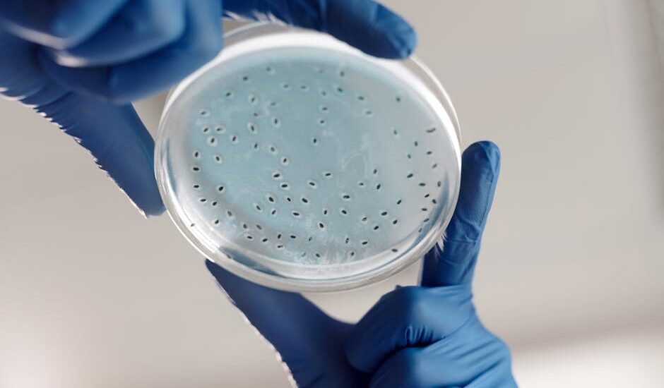 Close-up of gloved hands holding a petri dish with bacterial cultures in a lab.